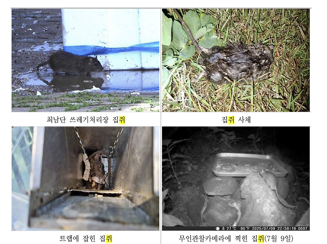 2025년 마라도 내 발견된 집쥐의 모습들. 마라도 천연보호구역 가치증진을 위한 종합학술조사 캡처