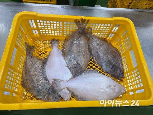 손질을 앞둔 참가자미. [사진=구서윤 기자]