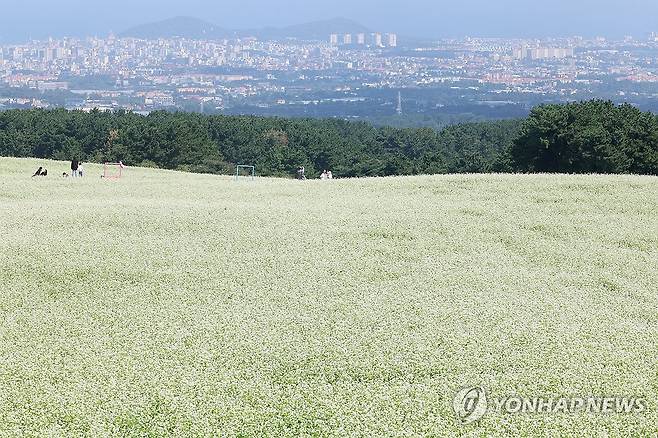제주에 펼쳐진 메밀꽃 (제주=연합뉴스) 박지호 기자 = 21일 제주시 오라동 중산간 밭에 메밀꽃이 활짝 피어 관광객의 눈길을 사로잡고 있다. 2026.9.21 jihopark@yna.co.kr
