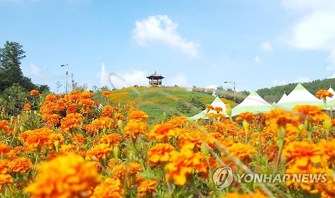 청원생명축제가 열리는 오창읍 미래지농촌테마공원 [연합뉴스 자료사진]