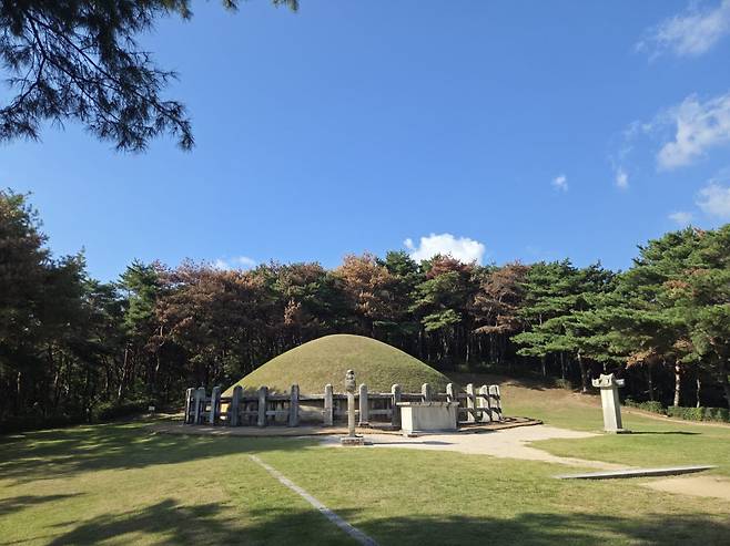 "단풍도 아니고…" 경북 경주시 충효동에 위치한 사적 제21호 김유신장군묘를 병풍처럼 둘러싸고 있는 소나무숲이 소나무재선충에 감염되면서 단풍에 물든 것처럼 얼룩지고 있다.(사진=홍석천 기자)