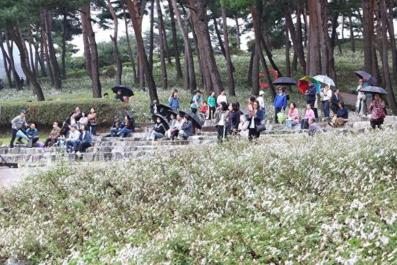 구절초 지방정원에서 펼쳐지고 있는 구절초축제와 축제장을 찾은 관광객들  [사진=정읍시 ]