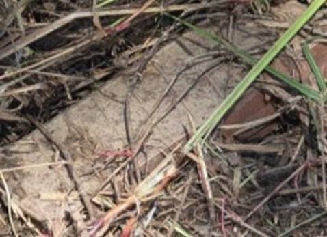 합동참모본부는 지난 29일 실시한 비무장지대(DMZ) 지뢰 폭발 관련 3일차 현장조사에서 발견된 북한의 수지(플라스틱) 반(反)보병지뢰 1발의 추가 사진을 공개했다. 합참 제공
