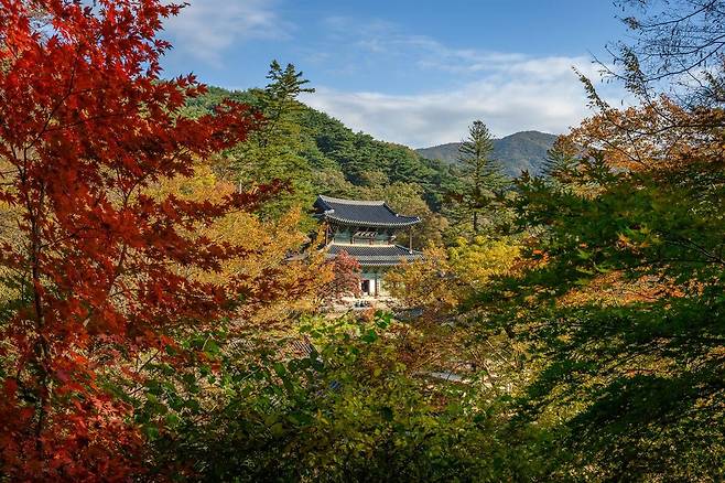 붉게 물든 단풍나무 너머로 이층 누각이 보인다. 뒤로는 아직 초록이 남은 산이 이어진다. 사진=한국관광공사(이효직) 제공