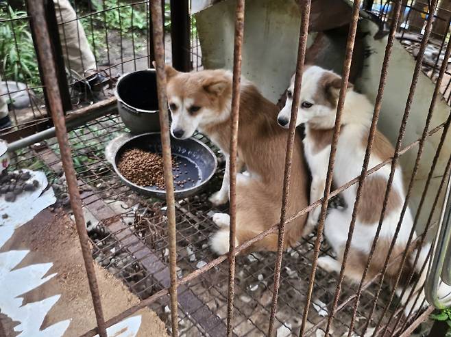 지난 29일 전남 강진 한 개농장 풍경. 글로벌 동물보호단체 한국 휴메인 월드 포 애니멀즈는 이날 개농장에서 70여마리의 개를 구조했다. 김광우 기자.