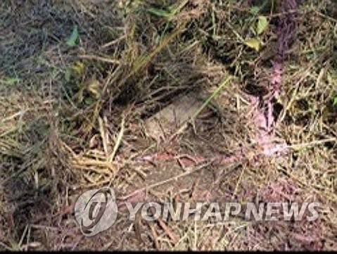 합참, 북한 수지 반보병지뢰 추가 사진 공개 (서울=연합뉴스) 합동참모본부는 29일 실시한 비무장지대(DMZ) 지뢰 폭발 관련 3일차 현장조사에서 발견된 북한의 수지(플라스틱) 반(反)보병지뢰 1발의 추가 사진을 공개했다. 2026.9.29 [합동참모본부 제공. 재판매 및 DB 금지] photo@yna.co.kr