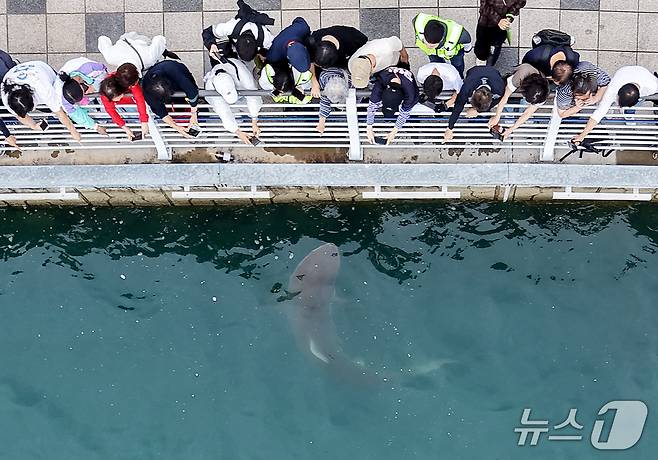 29일 부산 동구 북항 친수공원 수로에서 관계자들이 선박과 워터펌프를 동원해 상어 '부캉이'를 외해로 유도하고 있는 가운데 시민들이 부캉이를 관람하고 있다. 2026.9.29 ⓒ 뉴스1 윤일지 기자