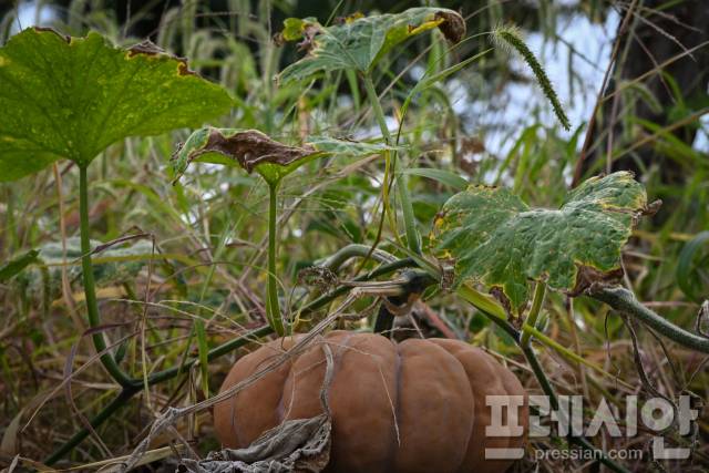 ▲ 노지에서 햇빛과 바람만으로 익은 늙은 호박. 난방도 비닐도 없이 제철에 자란 이런 작물이야말로 탄소를 가장 적게 남기는 먹거리다. ⓒ프레시안(문상윤)