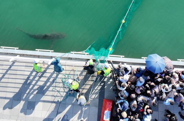 지난 2일 부산 북항 친수공원에서 부산시와 관계기관 관계자들이 길이 50m·높이 6.8m의 맞춤형 그물을 이용해 상어 ‘부캉이’를 외해 쪽으로 유도하기 위한 2차 구조 작업을 하고 있다.   연합뉴스