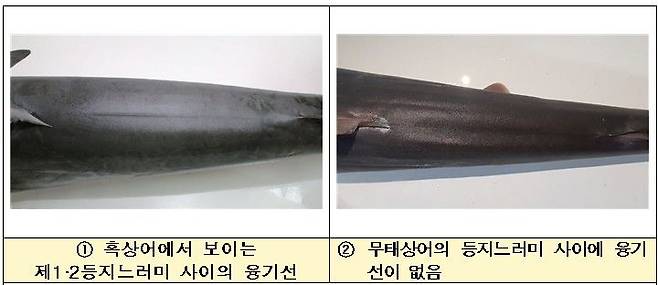 [부산=뉴시스] 왼쪽부터 흑상어에서 보이는 제1·2등지느러미 사이의 융기선, 무태상어의 등지느러미 사이에 융기선이 없는 모습. (사진=국립수산과학원 제공) 2026.10.06. photo@newsis.com *재판매 및 DB 금지