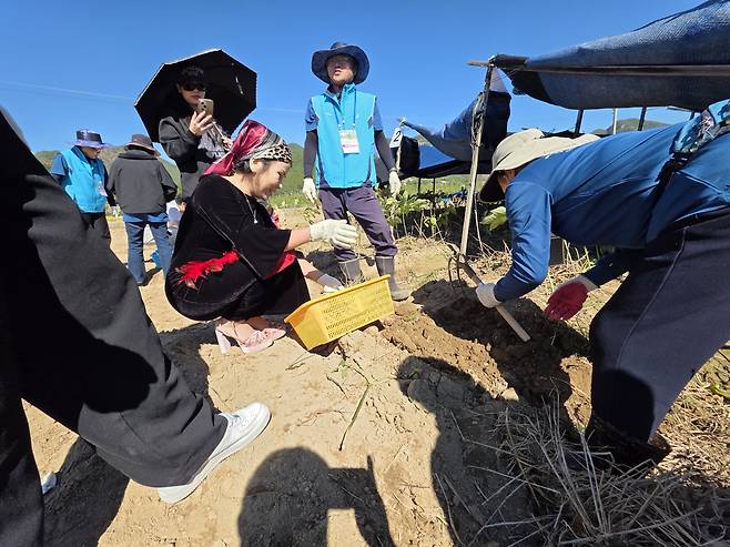 금산세계인삼축제 현장, 인삼캐기 체험현장 사진=이상문 기자