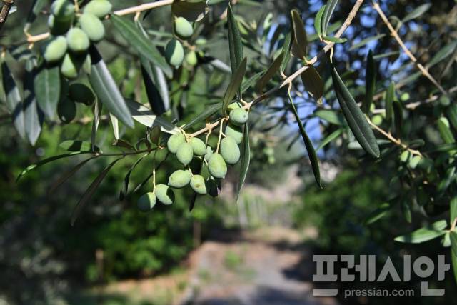 ▲ 가지에 매달린 올리브 열매. 수천 년 지중해 밥상을 지켜 온 이 작은 열매처럼 미래의 밥상도 결국 오래 사랑받아 온 '잘 먹고 잘 사는' 지혜로 돌아간다. ⓒ프레시안(문상윤 기자)