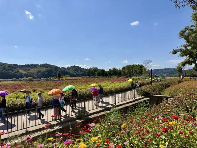 꽃밭 사이로 이어진 알록달록한 우산 행렬은 이곳을 찾은 관광객들에게는 물론 현장을 취재하는 기자에게도 이색적인 장면이었다. 사진=박성용 기자