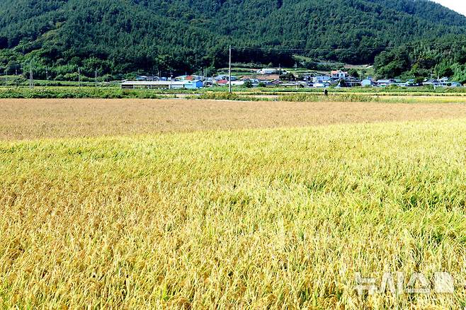 [장흥=뉴시스] 이창우 기자=전남광주 장흥군 대덕읍 신리 간척지 말단부 농지에서 염해가 발생해 벼가 붉은빛을 띠며 말라 고사했다. 사진 위쪽 농지는 염해 발생, 아래는 정상 농지. 2026.10.08. lcw@newsis.com