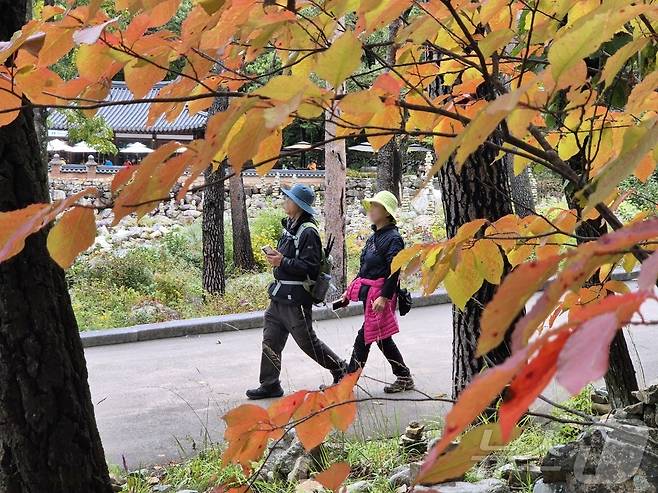 설악산 단풍객. 기사 이해를 돕기 위한 자료사진. ⓒ 뉴스1 윤왕근 기자