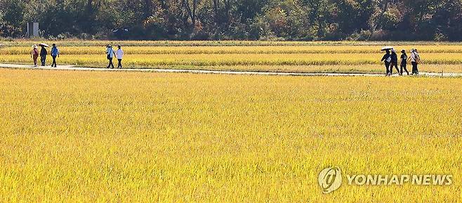 황금물결 들녘 가을 정취 만끽 (김포=연합뉴스) 임순석 기자 = 11일 경기 김포시 보구곶리 들녘에서 열린 '황금물결 들녘 걷기' 행사에 참여한 시민들이 황금빛으로 물든 들녘길을 걷고 있다. 2026.10.11 soonseok02@yna.co.kr