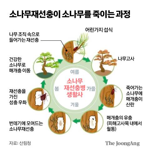 소나무재선충이 소나무를 죽이는 과정 그래픽 이미지. [자료제공=산림청]
