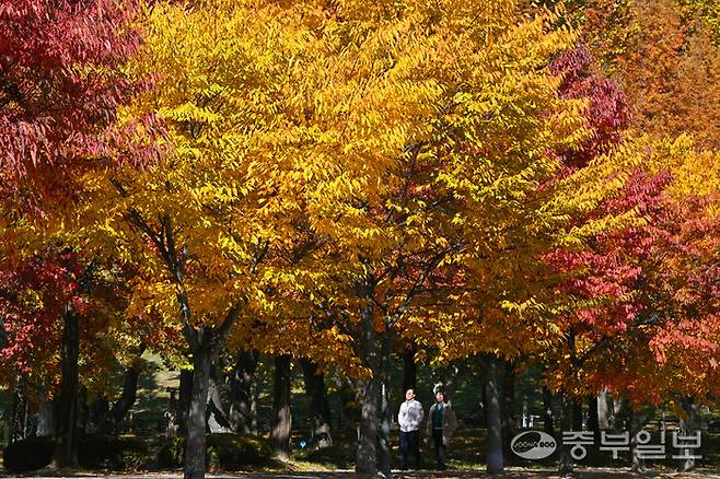 광교산 인근 산책로에서 시민들이 절정을 맞은 단풍길을 거닐고 있는 못흡. 사진=중부일보DB