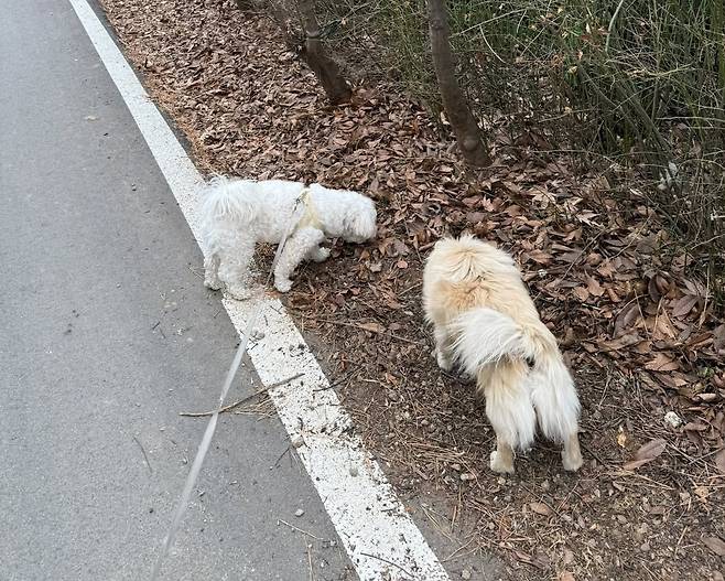 미자 산책을 따라다니던 뽀삐(인스타그램 nini_hongcheon 제공) ⓒ 뉴스1