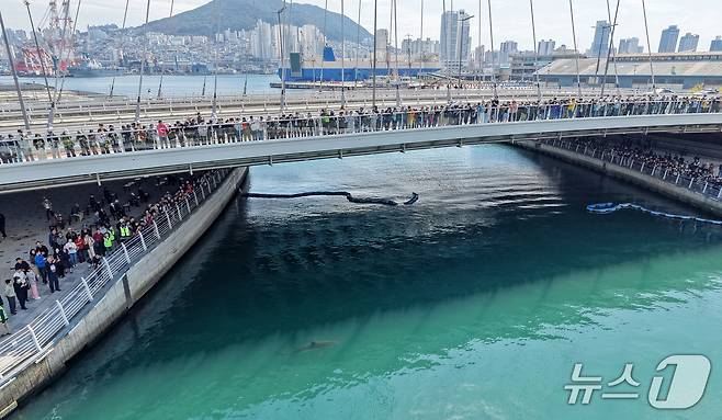 21일 부산 동구 북항 친수공원 인공수로에서 한 달 넘게 머무르고 있는 상어 '부캉이'를 바다로 돌려보내기 위한 3차 외해 유도 작업이 진행되고 있다. 2026.10.21 ⓒ 뉴스1 윤일지 기자