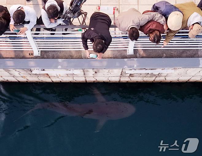 21일 부산 동구 북항 친수공원 인공수로에서 한 달 넘게 머무르고 있는 상어 '부캉이'를 바다로 돌려보내기 위한 3차 외해 유도 작업이 진행된 가운데 부캉이가 외해로 나가 유영하고 있다. 2026.10.21 ⓒ 뉴스1 윤일지 기자