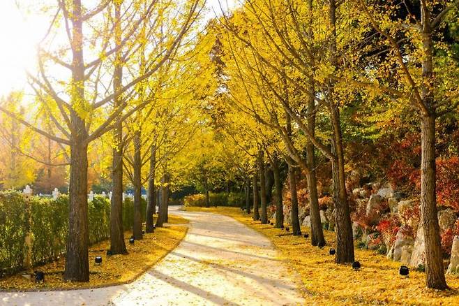 황금빛 단풍 산책을 즐길 수 있는 에버랜드 은행나무길. 삼성물산.