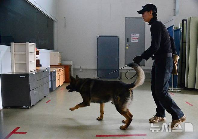 [청주=뉴시스] 서주영 기자 = 충북경찰특공대 탐지견 제이가 지난 19일 훈련장에서 서랍장 속에 숨겨둔 폭발물을 탐지하는 훈련을 하고 있다. 2026.10.21. juyeong@newsis.com *재판매 및 DB 금지