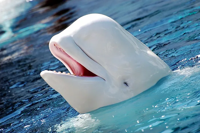 The endangered Cook Inlet beluga whale.
