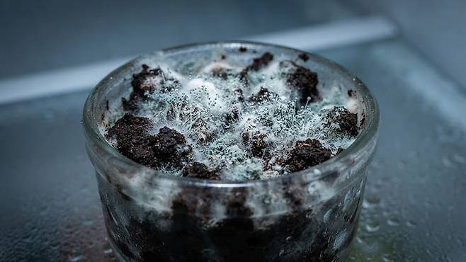 많은 이들이 탈취제로 오용하는 커피 찌꺼기는 다습한 냉장고 환경에서 곰팡이와 세균의 온상이 되기 쉽다.&nbsp;셔터스톡 제공