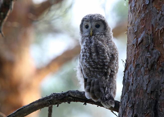 어린 긴점박이올빼미. 김진수 <한겨레21> 기자 jsk@hani.co.kr