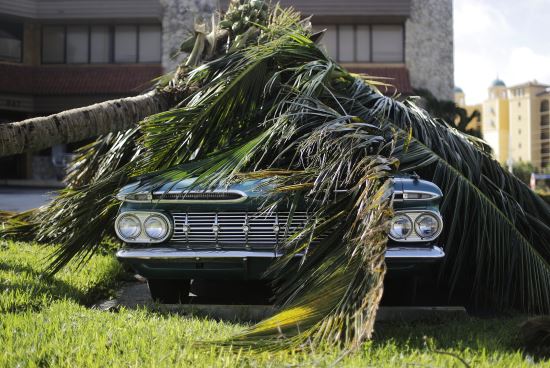 (AP뉴시스) 11일(현지시간) 플로리다 주 마르코 아일랜드의 한 쉐보레 차량 위에 야자수가 떨어져있다.