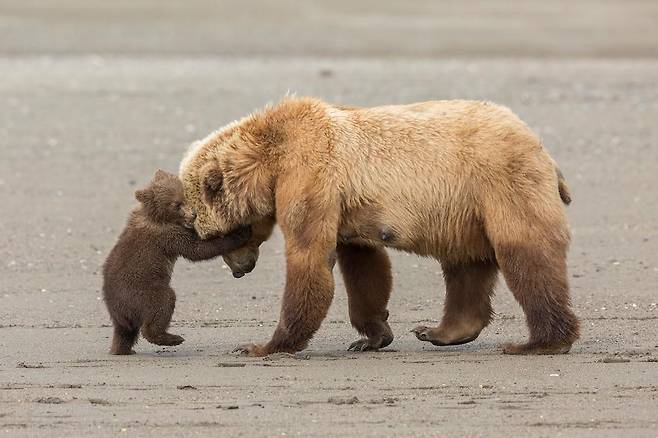 곰의 포옹 (Bear hug) - Ashleigh Scully(미국)/2017 Wildlife Photographer of the Year