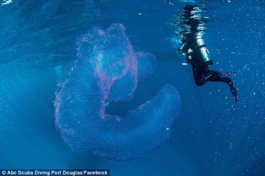 기이한데 아름다운…3m 바다 생물체 발견
