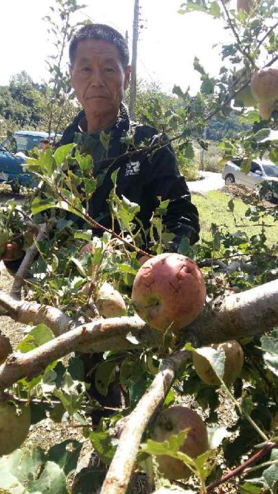 (안동=연합뉴스) 이강일 기자 = 안동시 풍산읍에서 사과 농사를 짓는 손병규씨가 우박 맞은 사과를 살펴보고 있다. 2017.9.20.  leeki@yna.co.kr