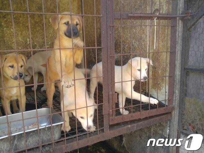 지난 8월 경기 하남시 위탁 유기동물보호소인 K동물병원에서 입양된 강아지들이 개농장에 있는 모습.(사진 코리안독스 제공)© News1