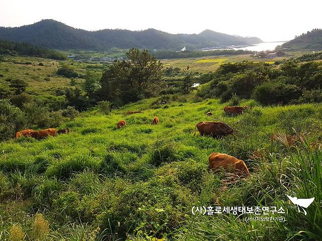 전남 영광군 안마도의 풀밭에서 평화롭게 풀을 뜯는 한우. 좁은 우리에서 사료만 먹는 소와 달리 소똥구리의 먹이를 배설한다.