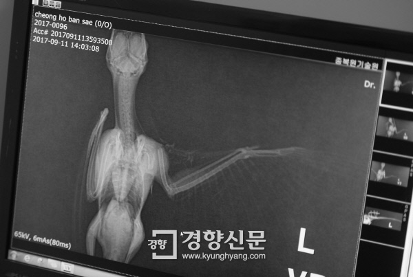 어깨 부위가 골절된 청호반새 X레이.