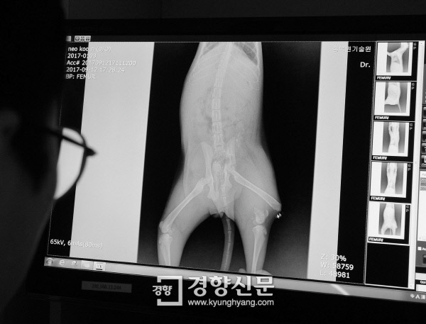 야생너구리 X레이 사진. 왼쪽 다리가 골절되고 골반이 틀어졌다. /강윤중 기자