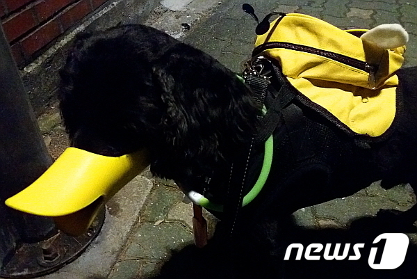 오리입마개를 하고 배변봉투가 든 가방을 멘 강아지가 산책을 하고 있다.© News1 최서윤 기자