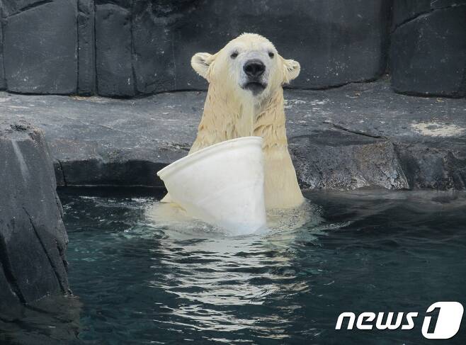 세계자연보전연맹(IUCN)에 따르면 현재 전 세계 남아 있는 북극곰은 대략 2만 6000마리인데, 40년 뒤엔 1만 7000마리까지 감소할 것으로 예상된다.(사진 Alan Wilson 제공)© News1