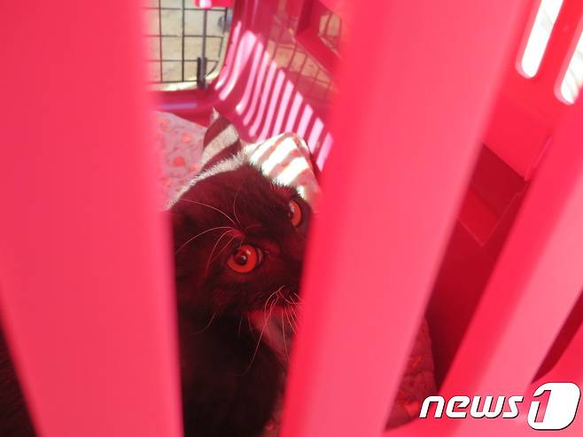 22일 인천시 부평구 부개동 한 재개발지역 현장에서 구조된 새끼고양이.© News1