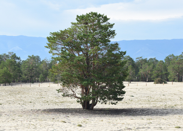 커다란 나무 한 그루의 생장과정을 살펴보면 생물의 신비로운 진화과정을 고스란히 느낄 수 있다.
