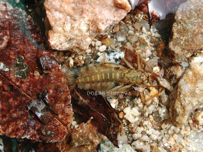 청정하천의 대표적인 물속 곤충인 강하루살이 애벌레.