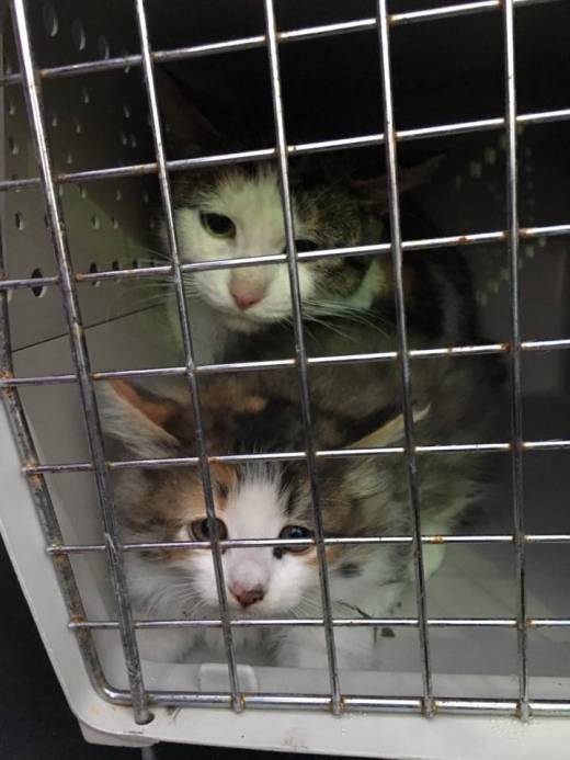 새끼 고양이 구조 작전이 진행되는 동안 다른 자원봉사자들이 어미 고양이와 또 다른 새끼 고양이를 우선 구조했다.