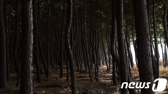 천년의 숲길  © News1