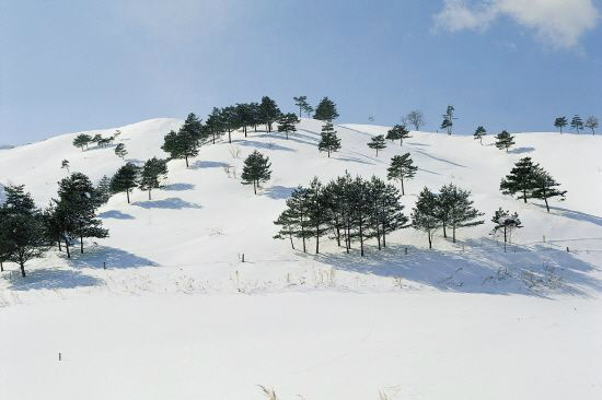 대관령 하늘목장은 아름다운 자연과 함께 잘 보존된 자연순응형 목장으로 새하얀 눈이불을 덮은 모습이 포근하고 아름다워 보인다(사진=한국관광공사 제공