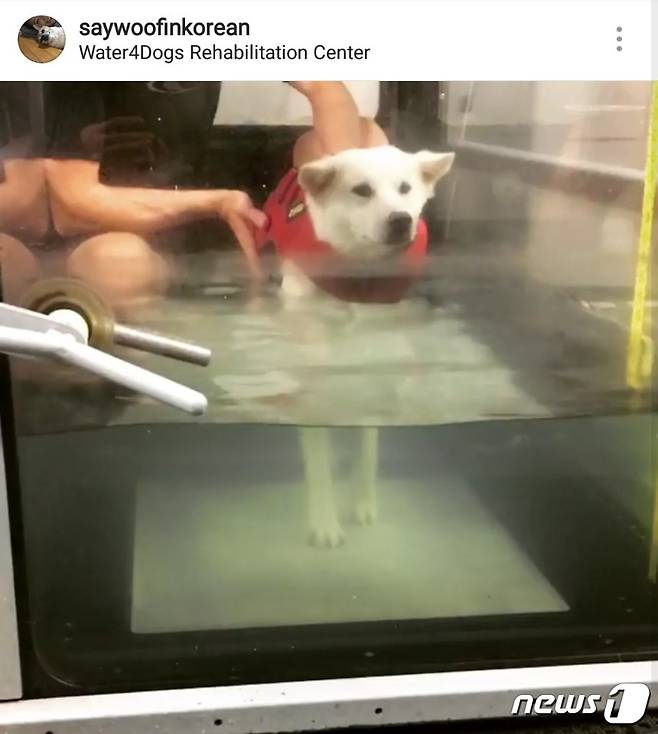 재활 치료 중인 도로시.(사진 saywoofinkorean 인스타그램 캡처)© News1