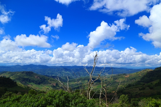 태국은 커피벨트에 속한 나라다. 태국의 아라비카 원두 생산지인 치앙라이 고산지대 풍경.
