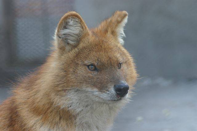 '승냥이'라는 이름은 유명하지만, 생김새는 모르는 사람들이 더 많다. 중국 하얼빈 동물원