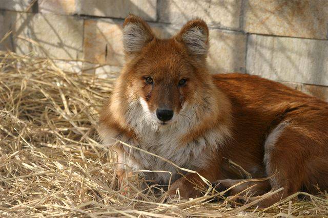 승냥이는 우리 주변에서 흔히 볼 수 있을 법한 생김새다. 중국 하얼빈 동물원